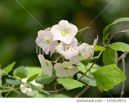 Tahitian hat flower Tahitian hat flower 141620653