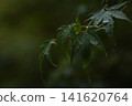雨淋濕了 141620764