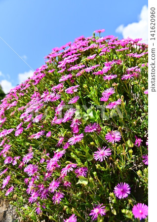Ice plants in full bloom against a blue sky. Ice plants in full bloom against a blue sky. 141620960