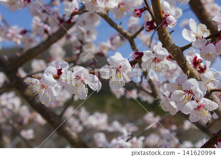 Apricot flower on nature background Apricot flower on nature background 141620994