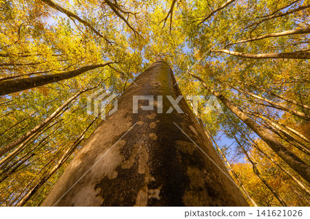 [Forest material] Autumn beauty forest [Niigata Prefecture] 141621026
