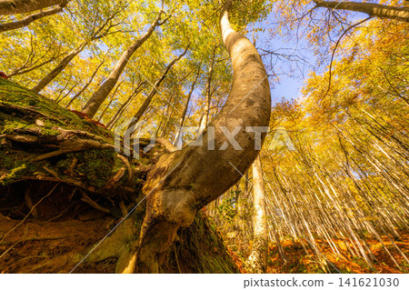 [Forest material] Autumn beauty forest [Niigata Prefecture] 141621030