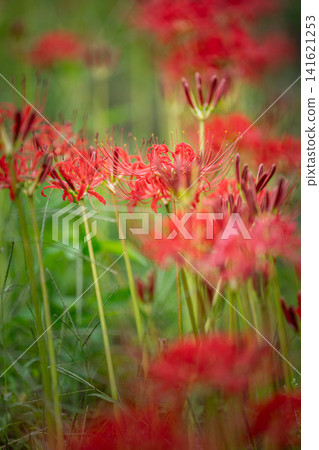[Floral material] A cluster of spider lilies blooming in the shade [Nagano Prefecture] 141621253
