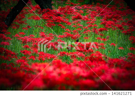 [Floral material] A cluster of spider lilies blooming in the shade [Nagano Prefecture] 141621271