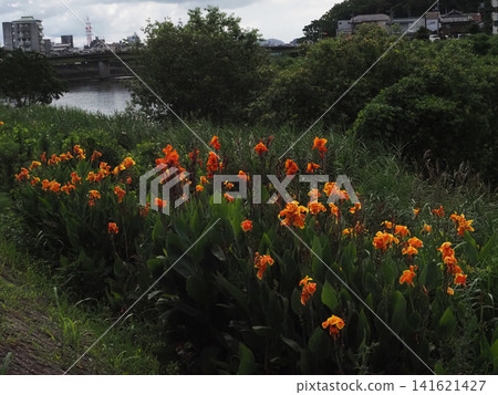 Orange canna lilies blooming along the banks of the Kagami River (beautiful bananas of the rainy season) Orange canna lilies blooming along the banks of the Kagami River (beautiful bananas of the rainy season) 141621427