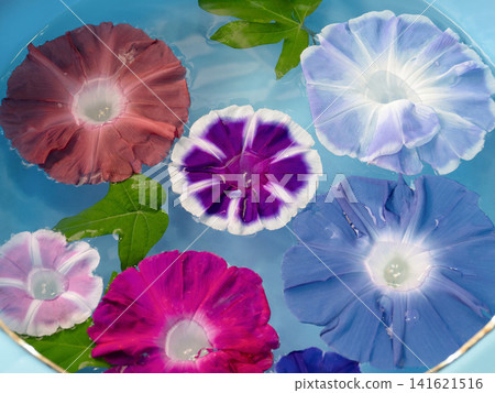Colorful morning glory flowers floating in a water basin Colorful morning glory flowers floating in a water basin 141621516