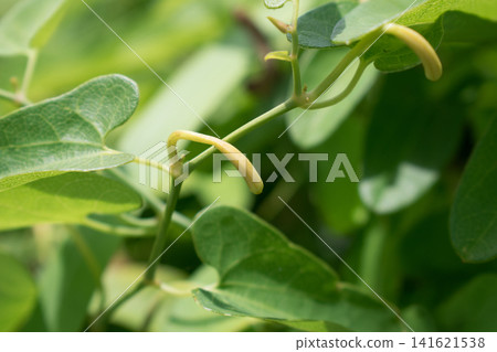 Young fruits and leaves of Aristolochia debilis Young fruits and leaves of Aristolochia debilis 141621538