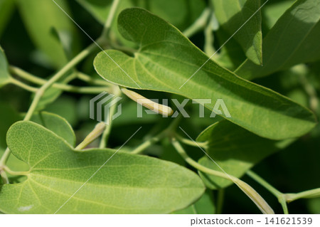 Young fruits and leaves of Aristolochia debilis Young fruits and leaves of Aristolochia debilis 141621539