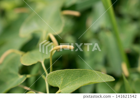 Young fruits and leaves of Aristolochia debilis Young fruits and leaves of Aristolochia debilis 141621542