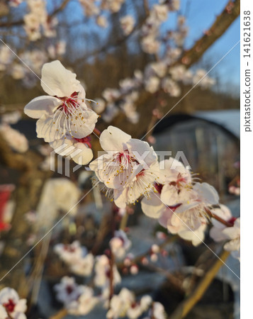 Apricot flower on nature background Apricot flower on nature background 141621638