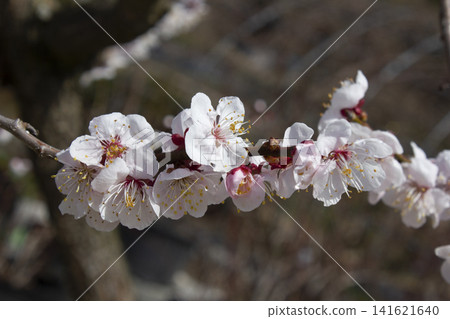 Pink cherry blossom(Cherry blossom, korean cherry) on the Nanking cherry tree. Pink cherry blossom(Cherry blossom, korean cherry) on the Nanking cherry tree. 141621640