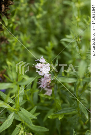It is the flower of the savory herb. It is the flower of the savory herb. 141621644