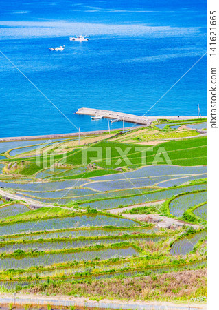 長崎，土屋梯田：五月，蔚藍的大海與翠綠的梯田形成鮮明對比，景色令人嘆為觀止。 141621665