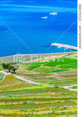 長崎,土屋梯田:五月,蔚藍的大海與翠綠的梯田形成鮮明對比,景色令人嘆為觀止。 長崎,土屋梯田:五月,蔚藍的大海與翠綠的梯田形成鮮明對比,景色令人嘆為觀止。 141621666