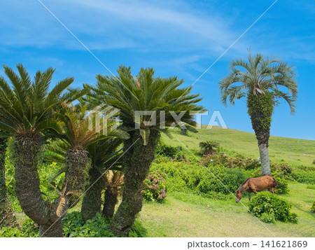 Horse of the southern country Horse of the southern country 141621869