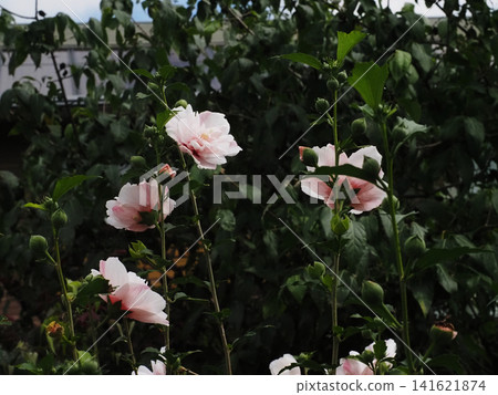 雨季的淡粉紅色木槿花（鏡川路邊的木槿花） 141621874