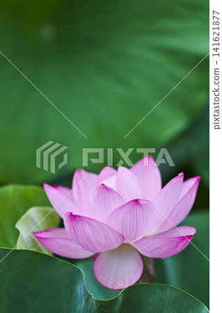 Lotus flowers blooming in the park pond in summer Lotus flowers blooming in the park pond in summer 141621877