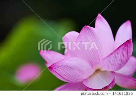 Lotus flowers blooming in the park pond in summer Lotus flowers blooming in the park pond in summer 141621886