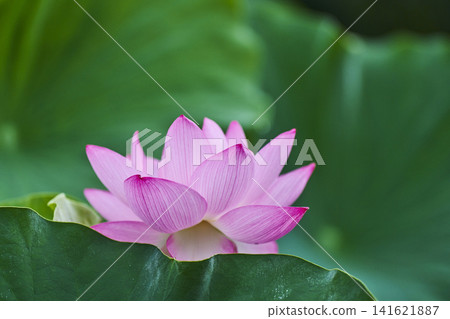 Lotus flowers blooming in the park pond in summer Lotus flowers blooming in the park pond in summer 141621887