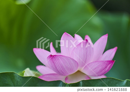 Lotus flowers blooming in the park pond in summer Lotus flowers blooming in the park pond in summer 141621888