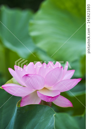 夏季，公園池塘裡盛開著蓮花。 141621893