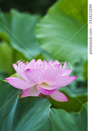 夏季,公園池塘裡盛開著蓮花。 夏季,公園池塘裡盛開著蓮花。 141621894