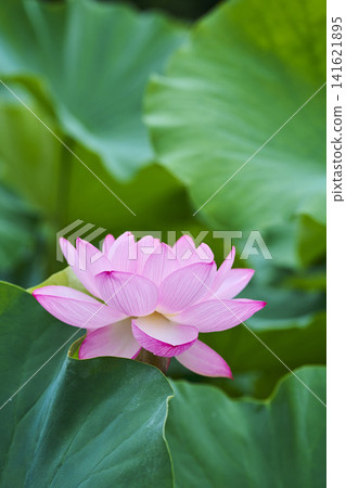 夏季,公園池塘裡盛開著蓮花。 夏季,公園池塘裡盛開著蓮花。 141621895