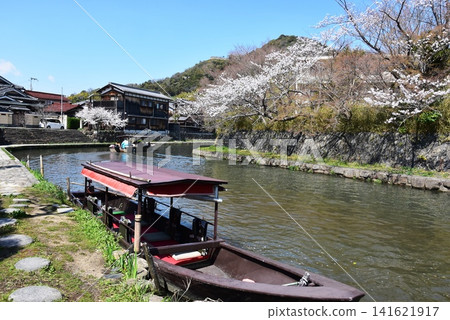 Omihachiman City, Shiga Prefecture: Hachimanbori Canal, cherry blossoms in full bloom, Hachimanbori Canal promenade, and a traditional Japanese boat tour of Hachimanbori Canal. Omihachiman City, Shiga Prefecture: Hachimanbori Canal, cherry blossoms in full bloom, Hachimanbori Canal promenade, and a traditional Japanese boat tour of Hachimanbori Canal. 141621917