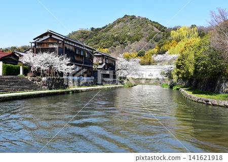 滋賀縣近江八幡市的八幡堀運河、八幡山、盛開的櫻花和鬱鬱蔥蔥的綠植 滋賀縣近江八幡市的八幡堀運河、八幡山、盛開的櫻花和鬱鬱蔥蔥的綠植 141621918