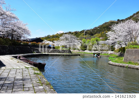 滋賀縣近江八幡市:八幡堀運河、盛開的櫻花、八幡堀運河步道以及傳統的八幡堀運河日本遊船之旅。 滋賀縣近江八幡市:八幡堀運河、盛開的櫻花、八幡堀運河步道以及傳統的八幡堀運河日本遊船之旅。 141621920