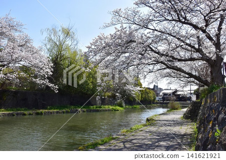 滋賀縣近江八幡市的八幡堀運河、盛開的櫻花以及八幡堀運河步道 滋賀縣近江八幡市的八幡堀運河、盛開的櫻花以及八幡堀運河步道 141621921