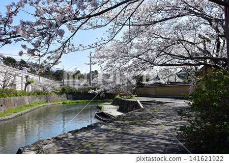 滋賀縣近江八幡市的八幡堀運河、盛開的櫻花以及八幡堀運河步道 滋賀縣近江八幡市的八幡堀運河、盛開的櫻花以及八幡堀運河步道 141621922