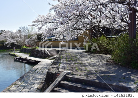 滋賀縣近江八幡市的八幡堀運河、盛開的櫻花以及八幡堀運河步道 滋賀縣近江八幡市的八幡堀運河、盛開的櫻花以及八幡堀運河步道 141621923