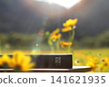 A holy Bible background visible through beautiful flowers bathed in bright light. 141621935