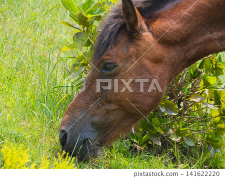 Horses eating grass Horses eating grass 141622220
