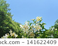 夏日天空下，百合花盛開 141622409