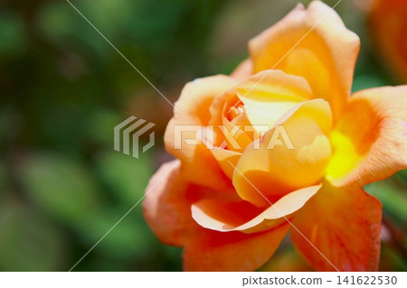 A warm orange rose bathed in warm light 141622530