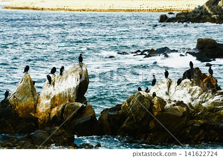 A flock of cormorants gathered on the rocky shore in winter. A flock of cormorants gathered on the rocky shore in winter. 141622724