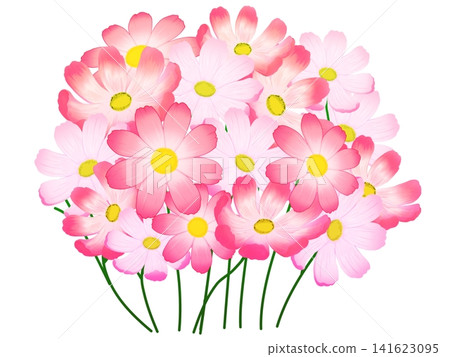 粉紅色的波斯菊花 141623095