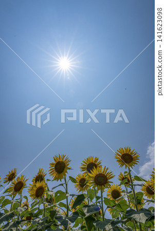 盛夏的陽光和盛開的向日葵。 盛夏的陽光和盛開的向日葵。 141623098