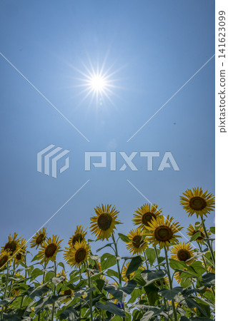 盛夏的陽光和盛開的向日葵。 盛夏的陽光和盛開的向日葵。 141623099