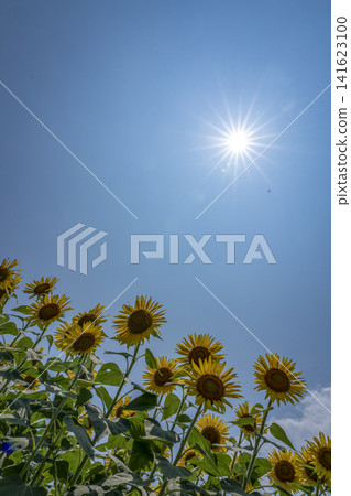 盛夏的陽光和盛開的向日葵。 盛夏的陽光和盛開的向日葵。 141623100