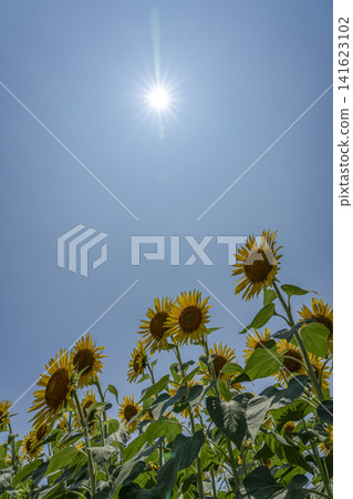 盛夏的陽光和盛開的向日葵。 盛夏的陽光和盛開的向日葵。 141623102