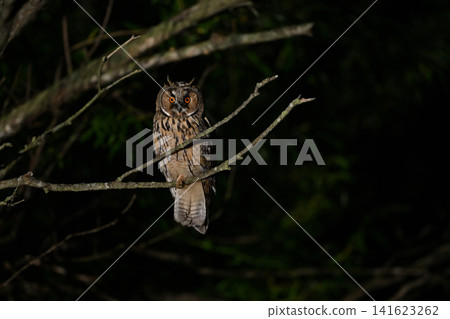 Long-eared Owl 118 (Hokkaido) Long-eared Owl 118 (Hokkaido) 141623262