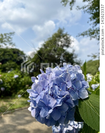 雨季盛開的藍色繡球花 雨季盛開的藍色繡球花 141623337