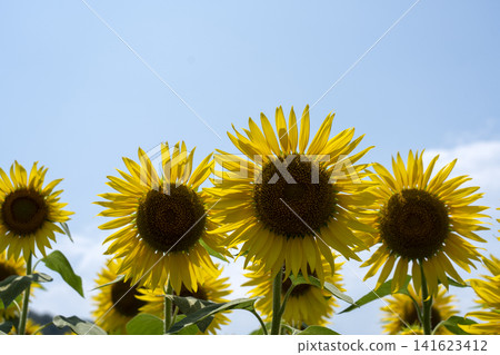 畫面留白為盛夏天空和向日葵的特寫。 141623412