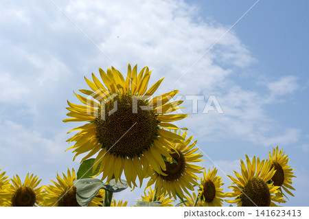畫面留白為盛夏天空和向日葵的特寫。 畫面留白為盛夏天空和向日葵的特寫。 141623413