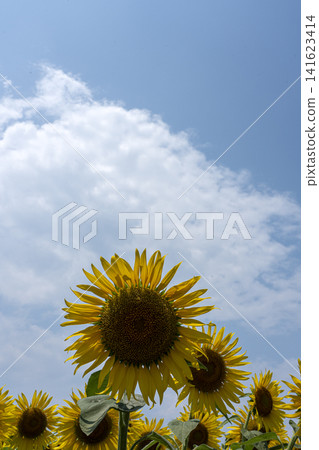 畫面留白為盛夏天空和向日葵的特寫。 畫面留白為盛夏天空和向日葵的特寫。 141623414