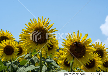 畫面留白為盛夏天空和向日葵的特寫。 畫面留白為盛夏天空和向日葵的特寫。 141623415