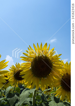 畫面留白為盛夏天空和向日葵的特寫。 畫面留白為盛夏天空和向日葵的特寫。 141623416
